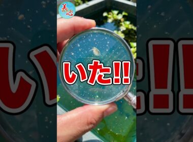 シャムミジンコ、本当に増えるのか？