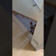 食後はママの部屋に来る猫スルタン【スフィンクス】