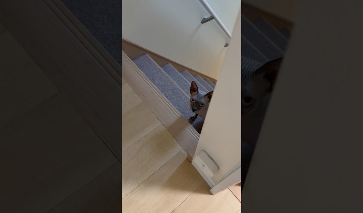 食後はママの部屋に来る猫スルタン【スフィンクス】
