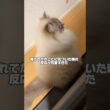 【驚】全然飼い主に気づかないいれぶん #cat #サイベリアン #ネヴァマスカレード #猫 #ねこ #shorts