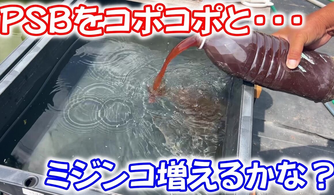 【めだか】シャムミジンコ。ＰＳＢで増えるかな？　Ｂ型おやじ　2026年　6月　12日　投稿