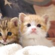 保護されたばかりで不安そうな鳴き声で鳴く赤ちゃん子猫の茶っくんときーちゃんがママの抱っこで安心する【赤ちゃん猫　保護猫】