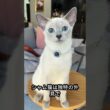「シャム猫」 #動物