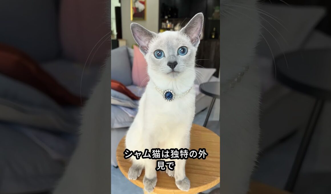 「シャム猫」 #動物