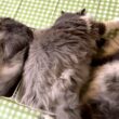 【癒し❤︎】のんびり、マイペースに暮らすもふ猫達の日常です✨ノルウェージャンフォレストとターキッシュアンゴラ
