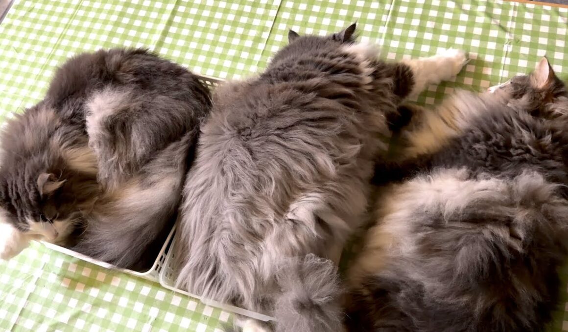 【癒し❤︎】のんびり、マイペースに暮らすもふ猫達の日常です✨ノルウェージャンフォレストとターキッシュアンゴラ
