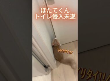 人間のトイレが気になるほたてくん #ラガマフィン  #猫  #ねこのいる日常  #猫好きさんと繋がりたい