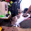 故シャム猫の仏壇で拝む度に一緒に来て僕の泣き顔を見て慰めてくれる茶白猫🗽