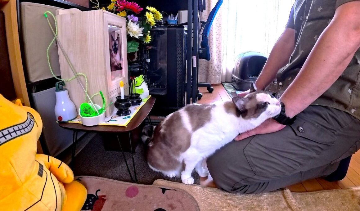 故シャム猫の仏壇で拝む度に一緒に来て僕の泣き顔を見て慰めてくれる茶白猫🗽