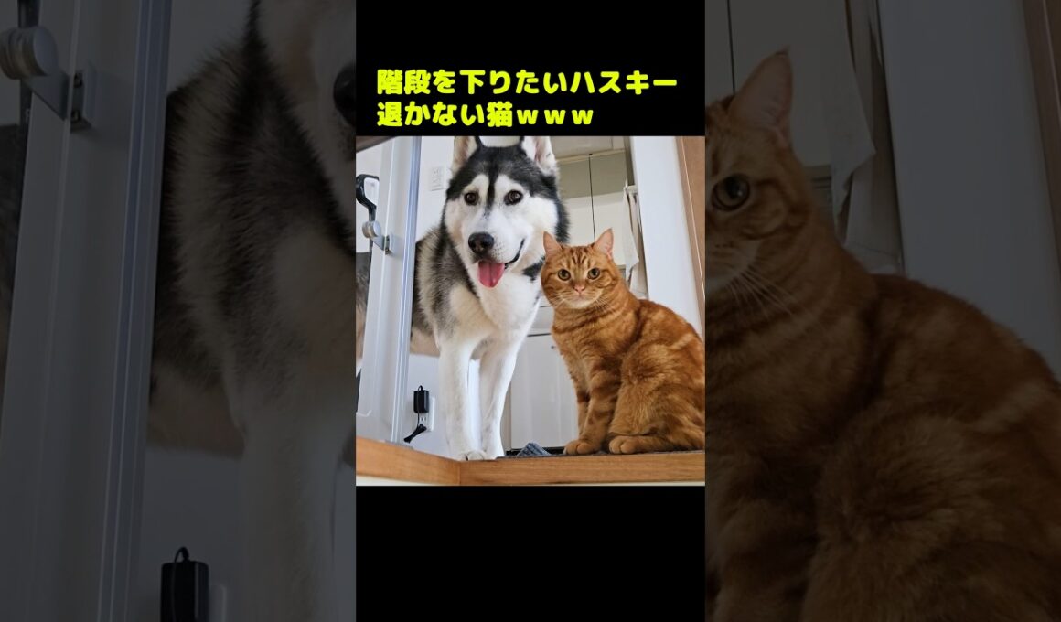 階段を下りたいハスキー犬と退かない猫...#shorts