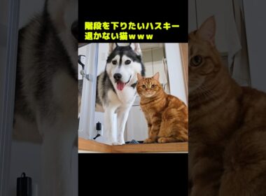 階段を下りたいハスキー犬と退かない猫...#shorts