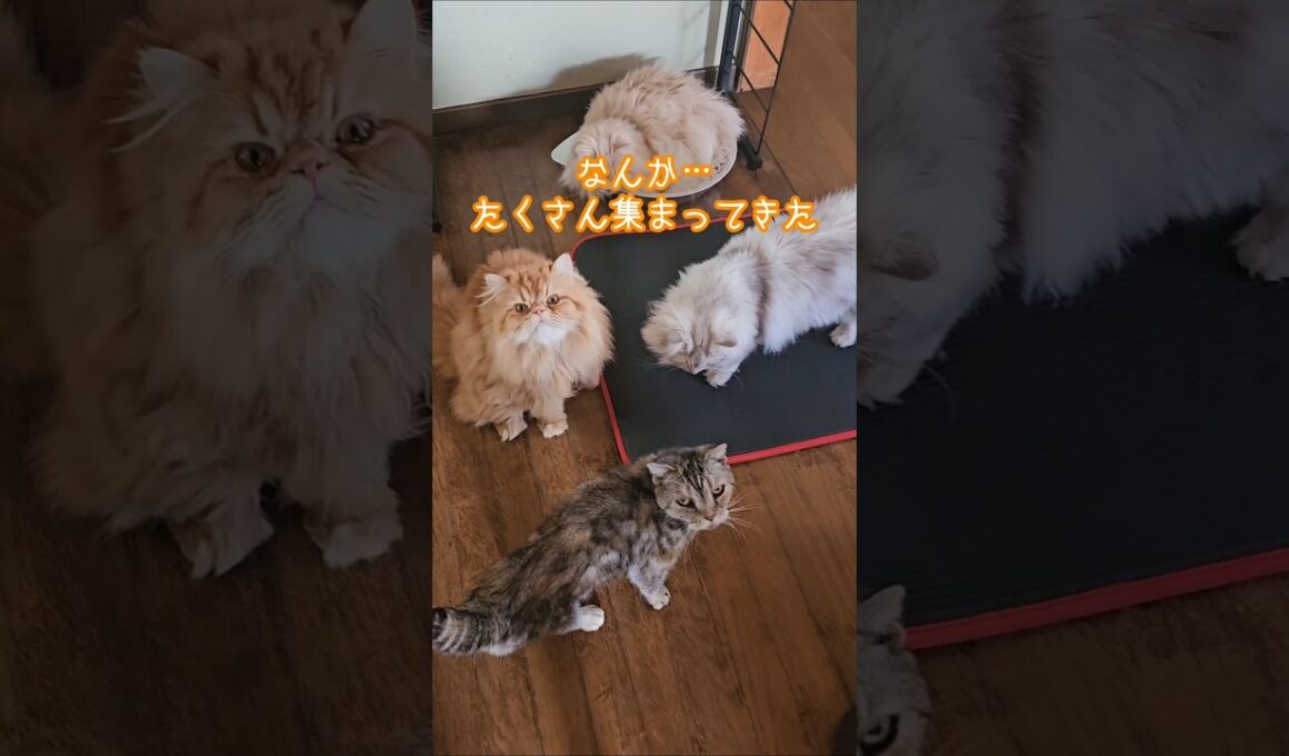 【ニャンコあるある】猫を飼うと痩せません😩 #shorts
