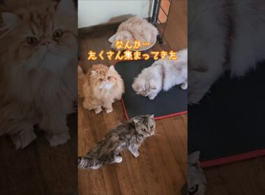 【ニャンコあるある】猫を飼うと痩せません😩 #shorts