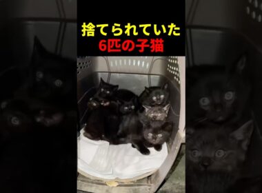 捨てられていた6匹の子猫 #動物 #ペット #かわいい #癒し #animals #猫 #子猫
