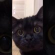 癒しのきゃるるん…12秒前