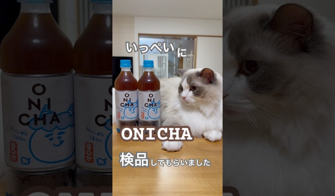 いっぺい隊長にONICHA検品してもらいました😅💕#ラグドール #猫好きさんと繋がりたい #猫のいる暮らし #ねこ動画