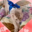 踏み心地良し？　#猫#ソマリ