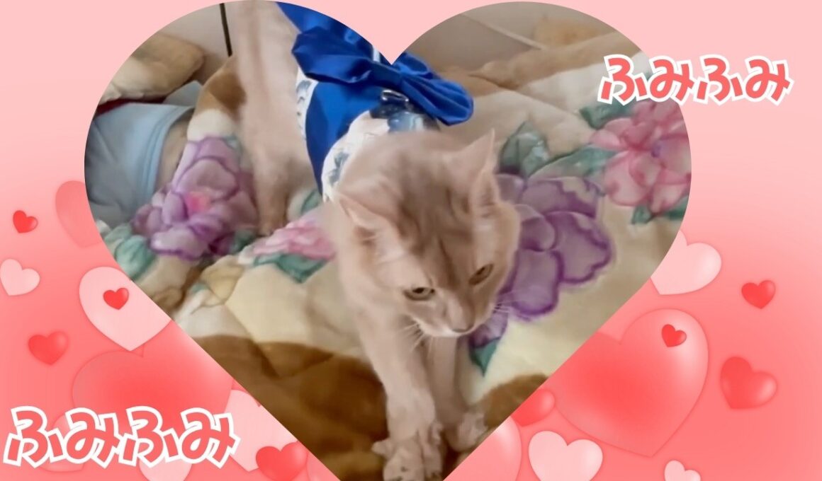 踏み心地良し？　#猫#ソマリ