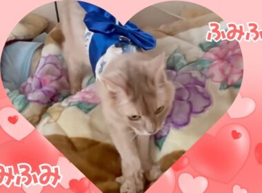 踏み心地良し？　#猫#ソマリ