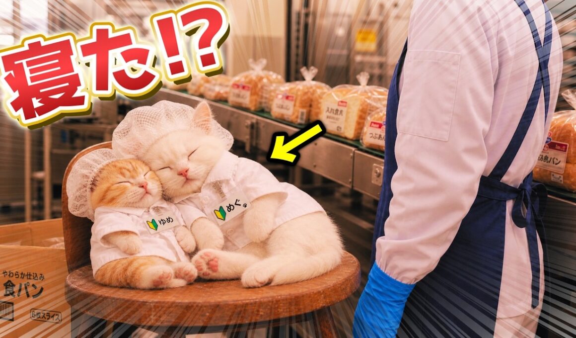 【田舎ねこのめぐ】バイト中に寝た子猫の末路…🐱💗✨