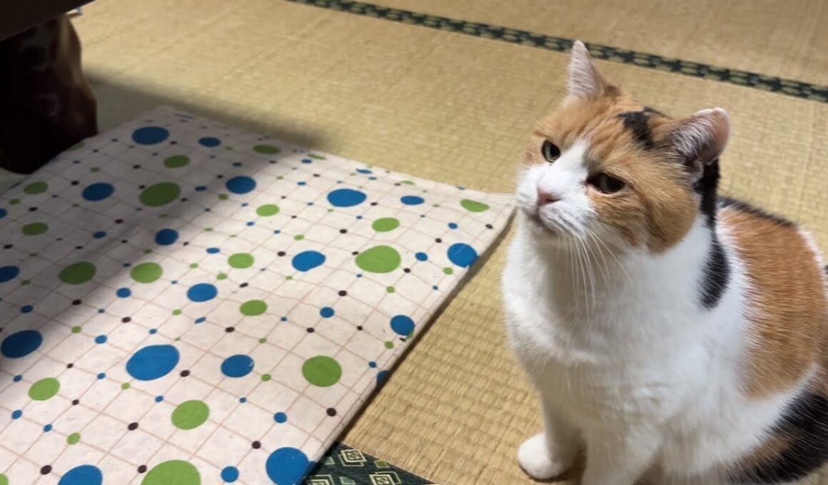 【三毛猫】おやつが楽しみなミケ（2026年6月12日）