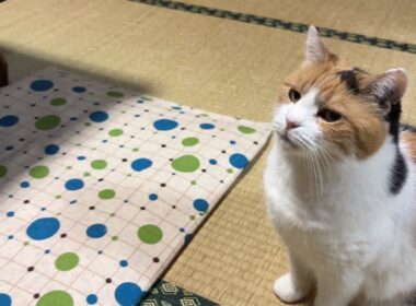 【三毛猫】おやつが楽しみなミケ（2026年6月12日）
