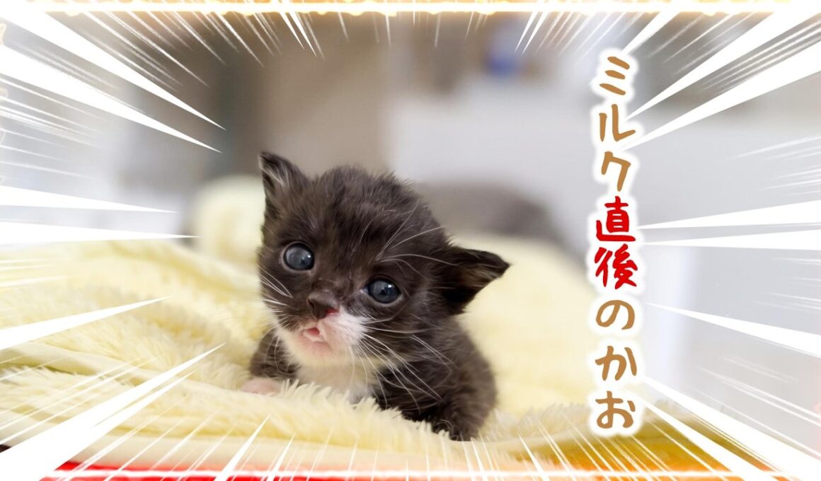 鼻は汚れだった！子猫のシャンプーと哺乳瓶を離すとミルク口のままボーっと放心する子猫がかわいすぎる【保護猫生活6日目】