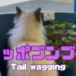 バーマン猫ウリとガブ【シッポブンブン】Tail wagging（バーマン猫）Birman/Cat