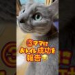 絶対に失敗しない？トイレルーティーン❤️ #猫 #ロシアンブルー #catshorts #shorts