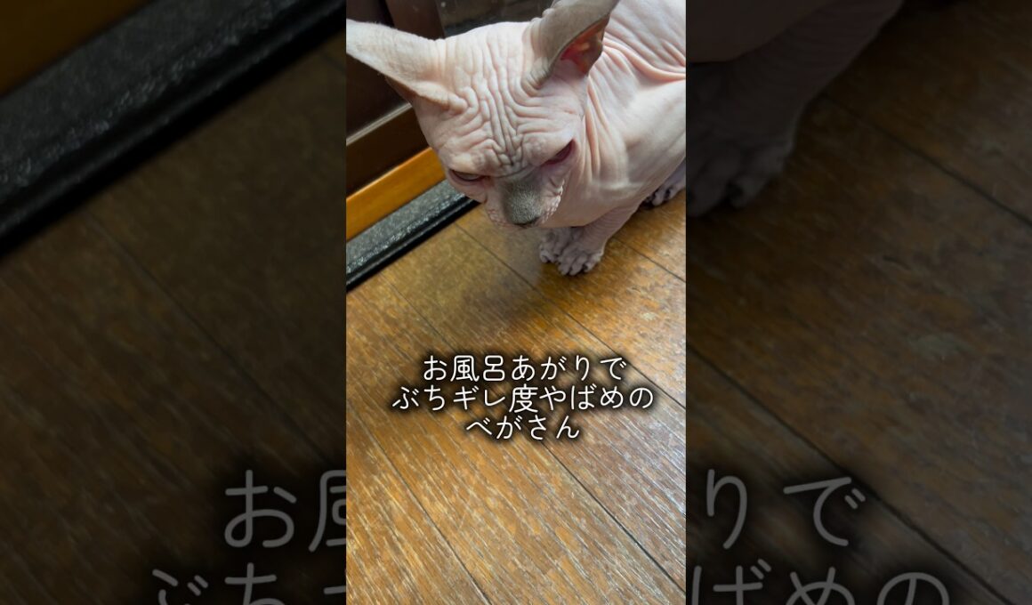 お風呂に入れられて飼い主を即嫌いになるスフィンクス #スフィンクス #猫動画 #猫のいる暮らし