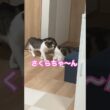 さくらが好きすぎるまる #メインクーンミックス #猫のいる暮らし