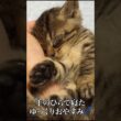 🐱子猫の寝かしつけ…からの暴走母性   #cat #kitten #猫 #子猫 #ねこ #こねこ #shorts  #猫のいる暮らし