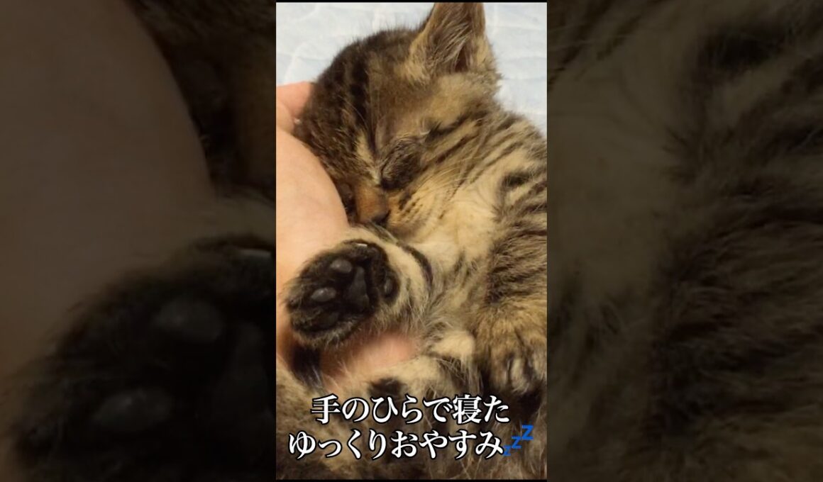 🐱子猫の寝かしつけ…からの暴走母性   #cat #kitten #猫 #子猫 #ねこ #こねこ #shorts  #猫のいる暮らし