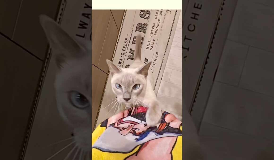 大声で呼んでいた甘えん坊猫、抱っこすると…🥹🐾