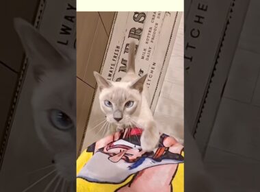 大声で呼んでいた甘えん坊猫、抱っこすると…🥹🐾