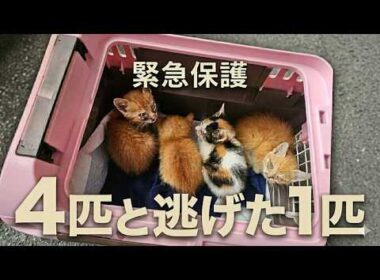 弱った子猫の兄妹保護、一匹が逃げてしまい…