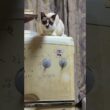 シャム猫のパンダ「ちくしょう、届かない」と、悔しい素振り