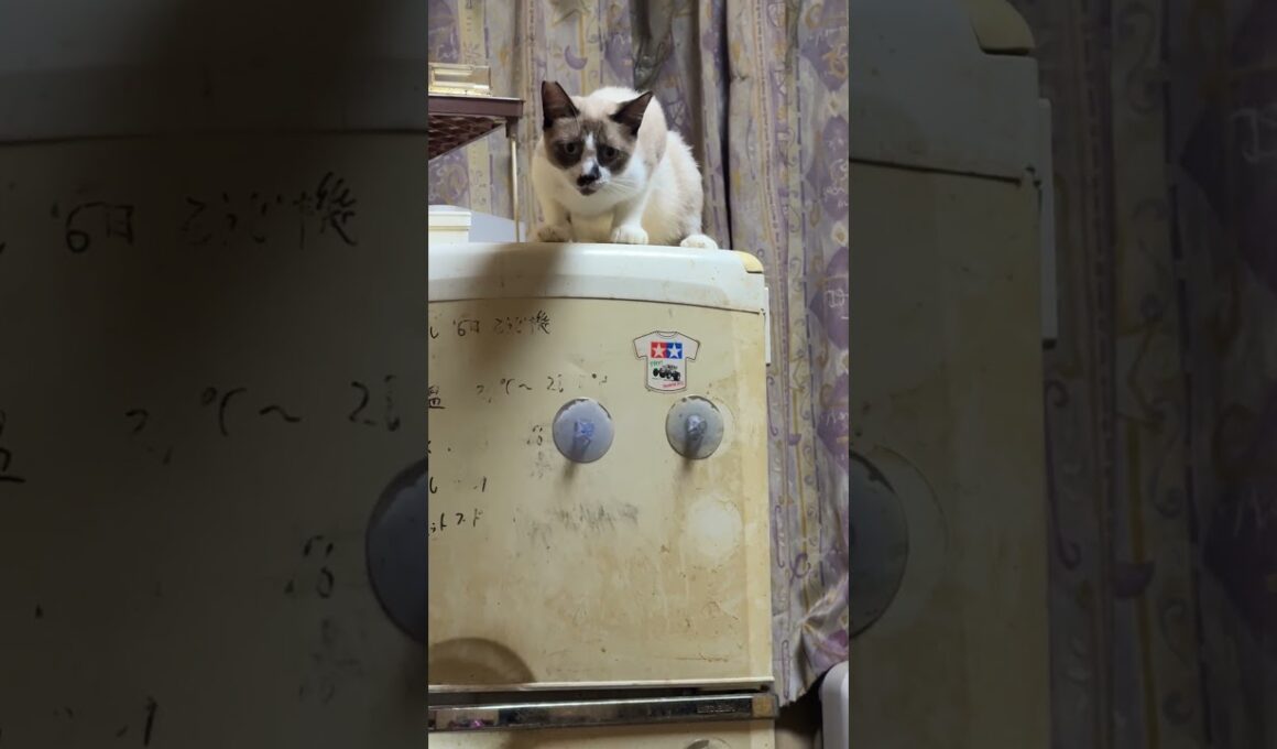 シャム猫のパンダ「ちくしょう、届かない」と、悔しい素振り