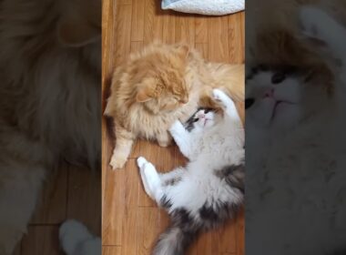 大きくなった子猫を連れて帰ると先住猫が大変です#ノルウェージャンフォレストキャット #ねこ