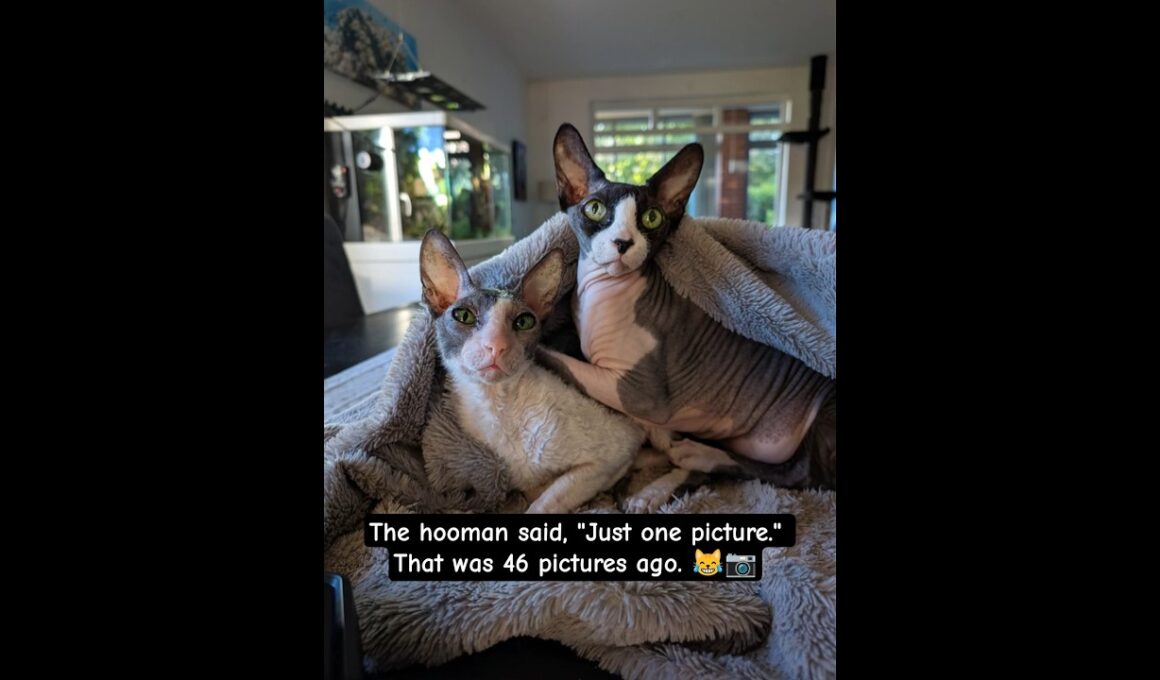 The hooman said, "Just one picture." That was 46 pictures ago. 😹📷