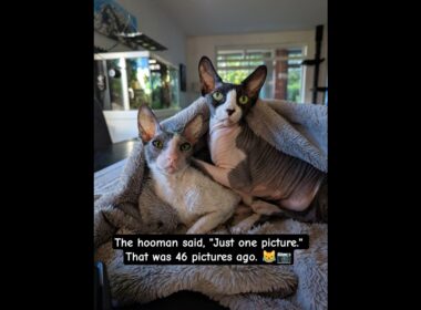 The hooman said, "Just one picture." That was 46 pictures ago. 😹📷