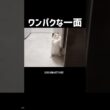 今はもうタオルやらないなぁ🐑 #shorts #子猫 #猫 #ラグドール #甘えん坊猫 #猫のいる暮らし