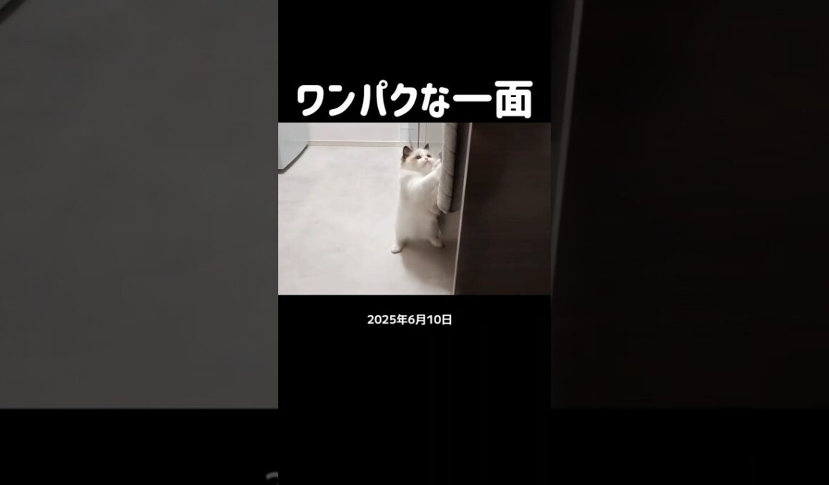 今はもうタオルやらないなぁ🐑 #shorts #子猫 #猫 #ラグドール #甘えん坊猫 #猫のいる暮らし