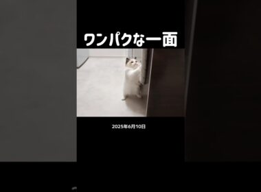 今はもうタオルやらないなぁ🐑 #shorts #子猫 #猫 #ラグドール #甘えん坊猫 #猫のいる暮らし