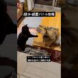 胡夏の攻撃がはやすぎる #cat #にゃんグラム #猫のいる暮らし #セルカークレックス #ブリティッシュショートヘア #メインクーン