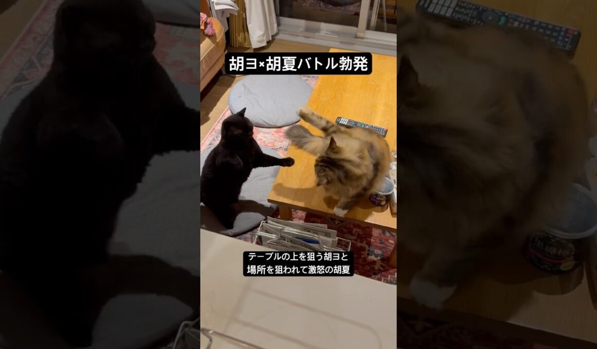 胡夏の攻撃がはやすぎる #cat #にゃんグラム #猫のいる暮らし #セルカークレックス #ブリティッシュショートヘア #メインクーン