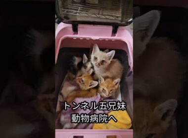 小さな子猫の兄妹、受診へ