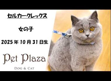 ネコちゃん紹介★セルカークレックス【ペット・プラザ三田店】