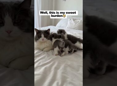 Help! Mama cat overwhelmed by kittens 😹❤️ #cat