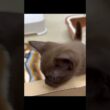 【激レア】黒くないボンベイ！？奇跡のセーブルカラーの子猫が可愛すぎた🤎｜横浜・戸塚のペットショップ
